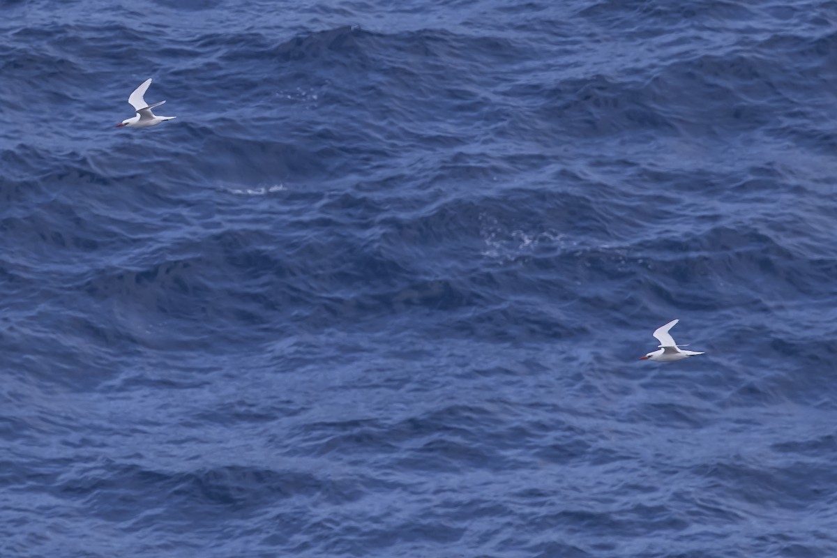 Red-tailed Tropicbird - ML619715496