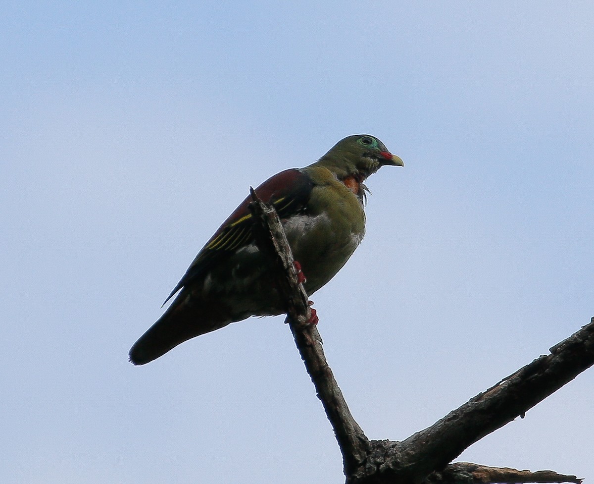 Thick-billed Green-Pigeon - ML619715521