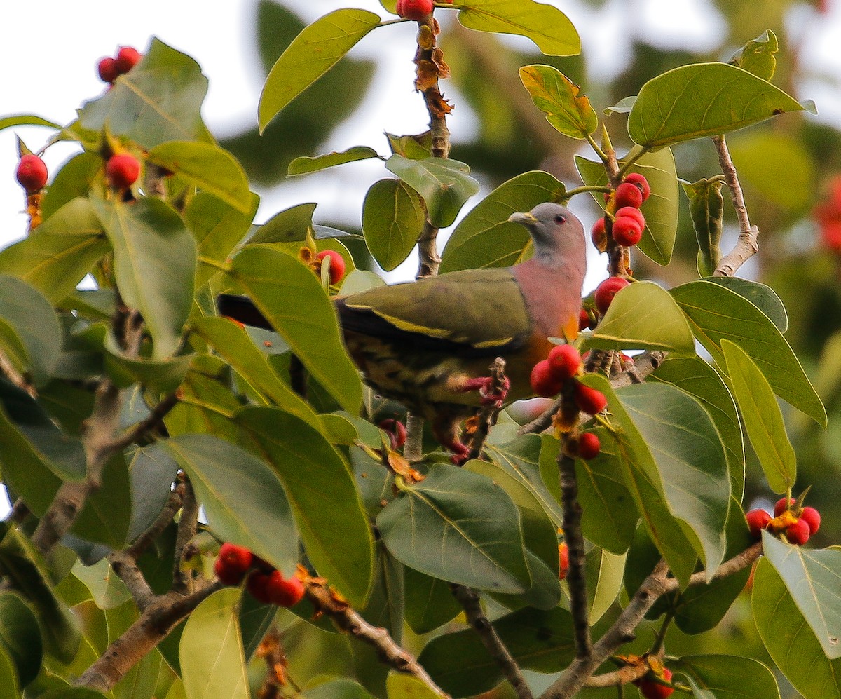 Pink-necked Green-Pigeon - ML619715522