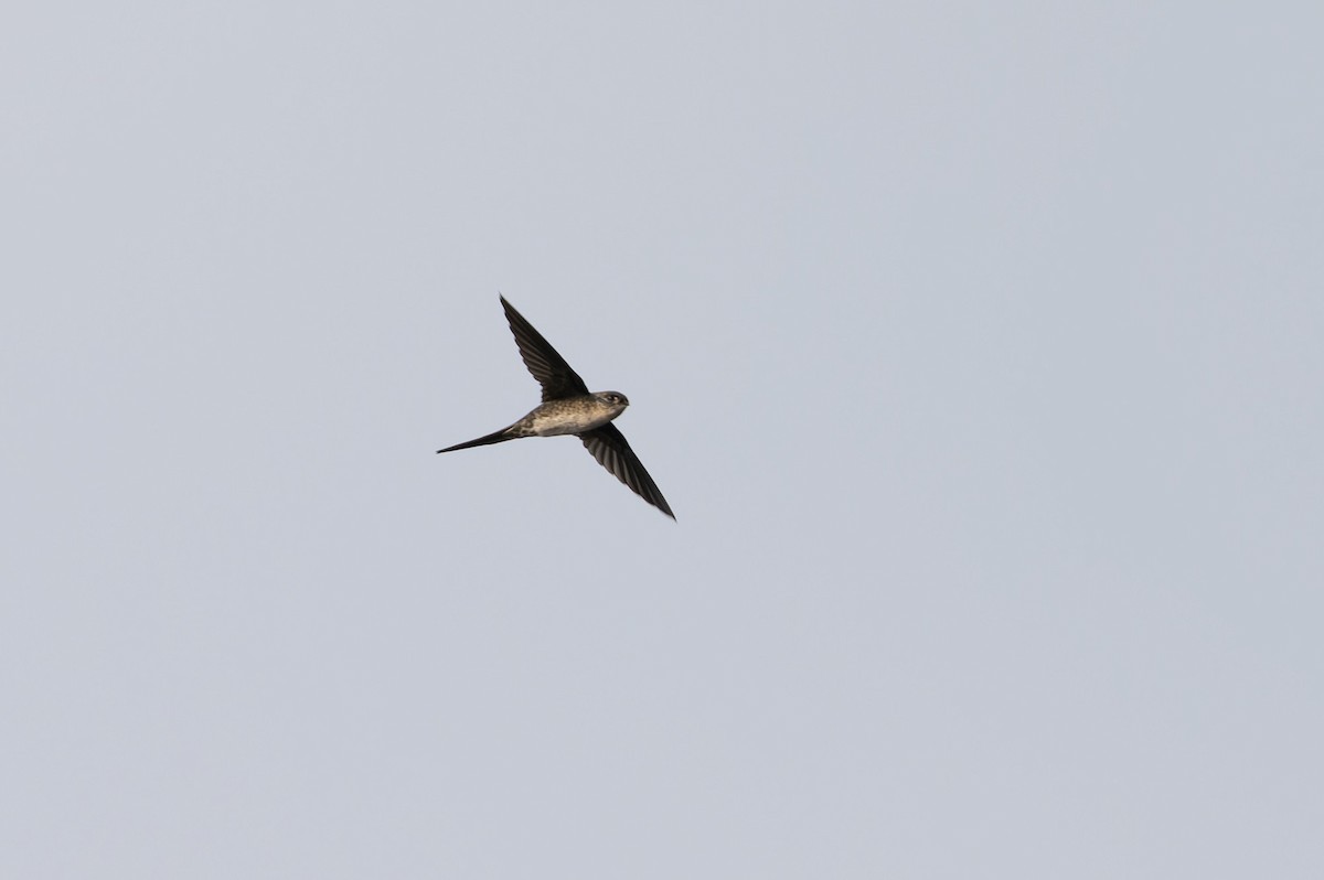 Fork-tailed Palm Swift - ML619715687