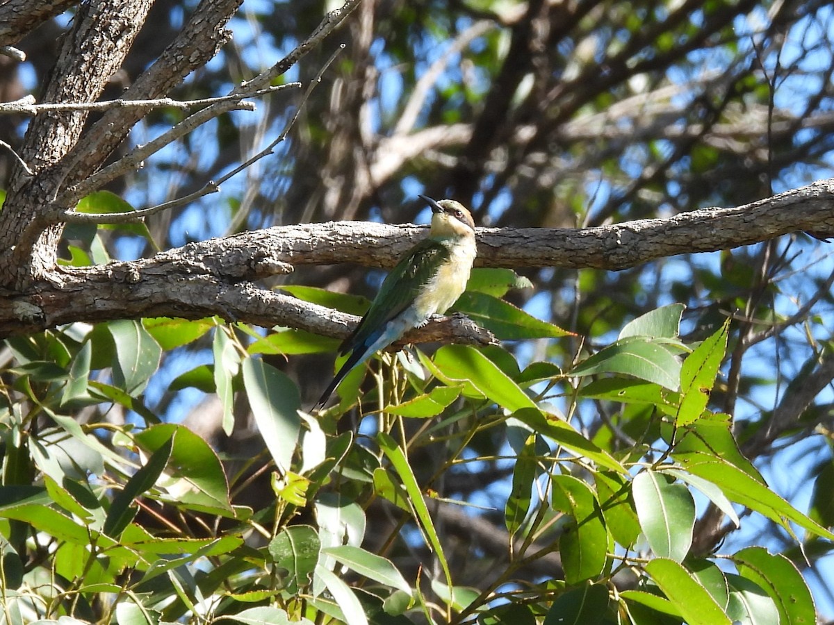 Rainbow Bee-eater - ML619715691