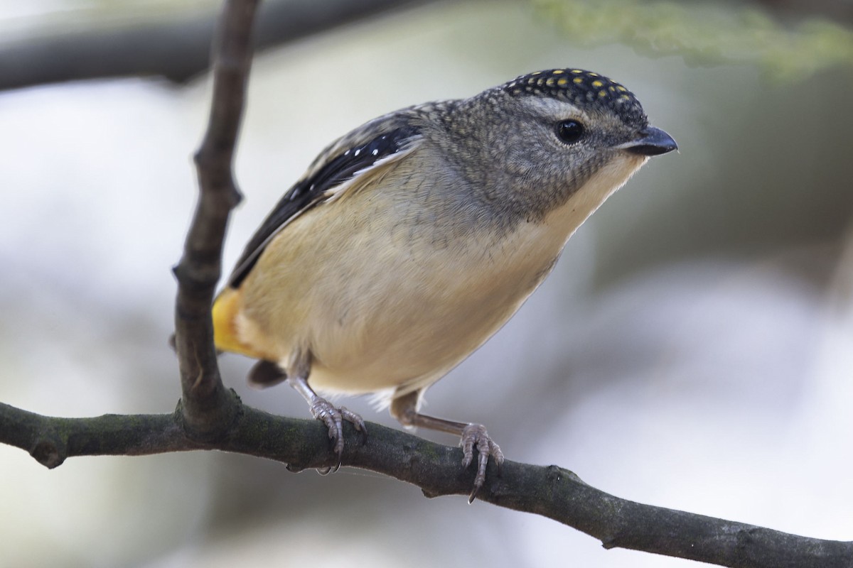Spotted Pardalote - ML619715717