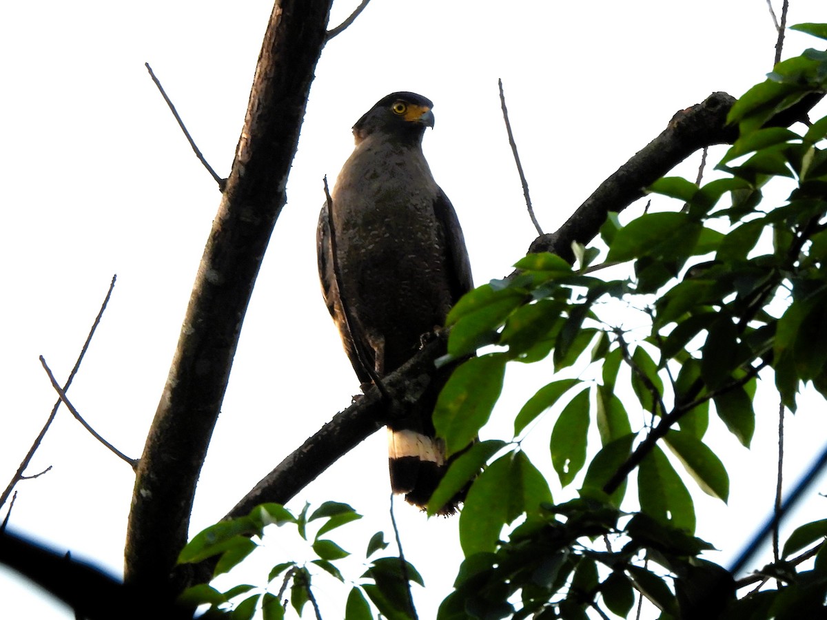 Crested Serpent-Eagle - ML619715720
