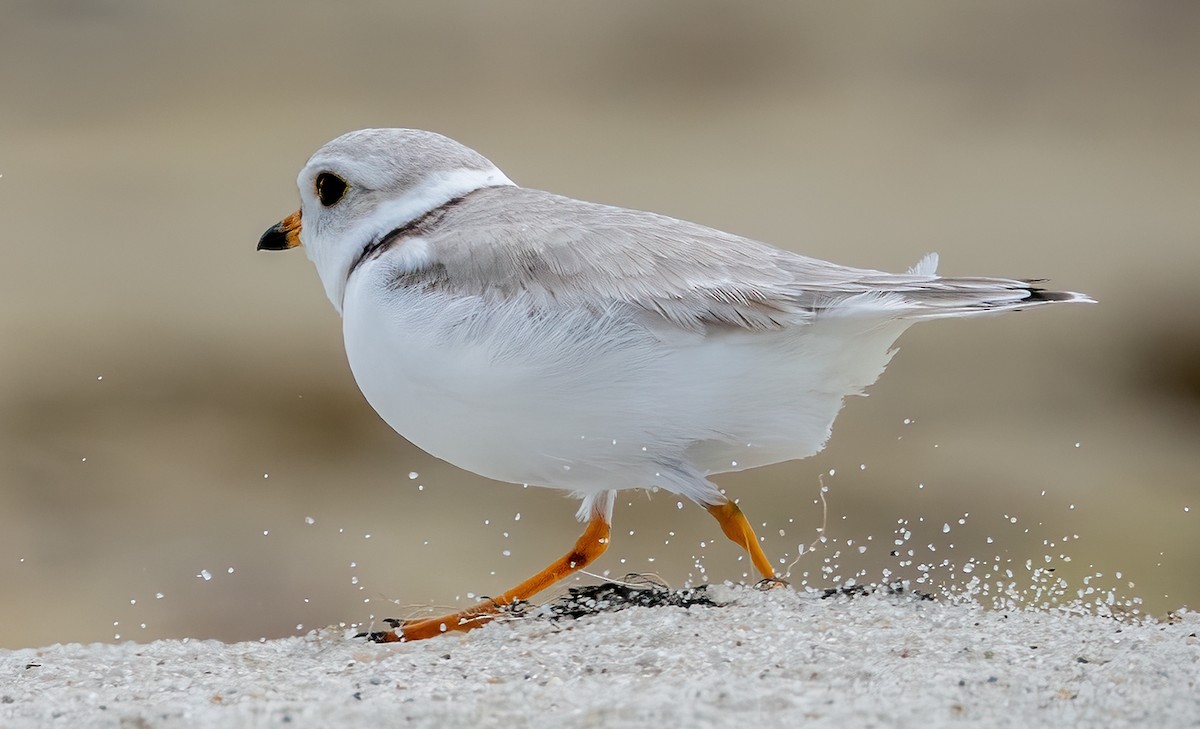 Piping Plover - ML619715732