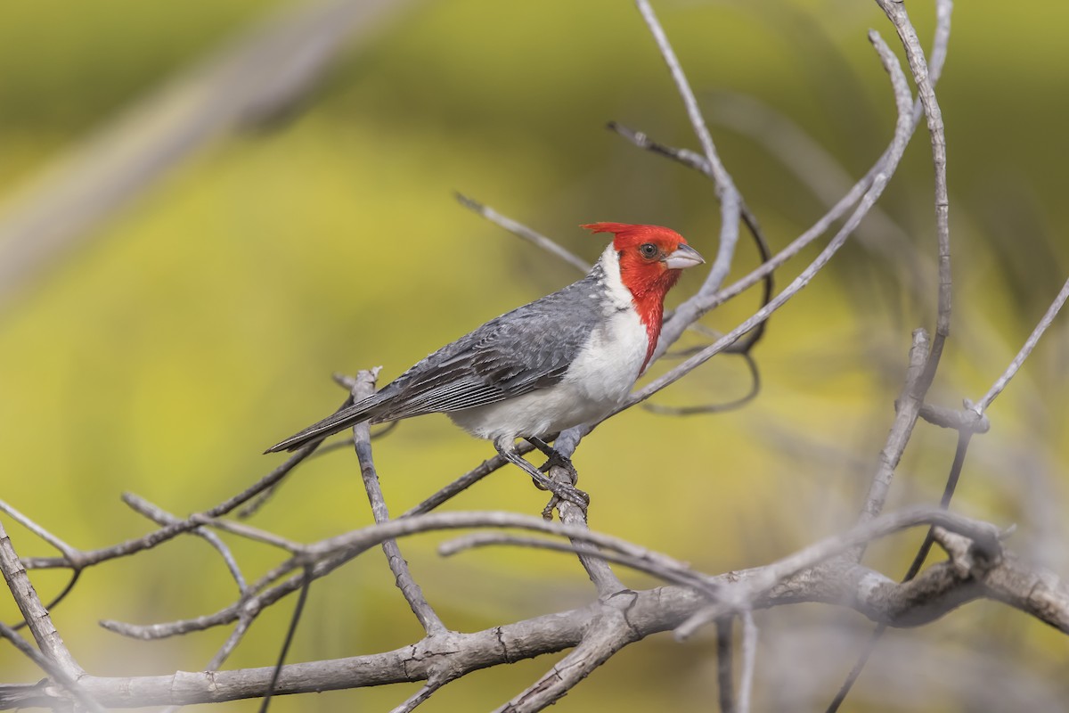 Red-crested Cardinal - ML619715733