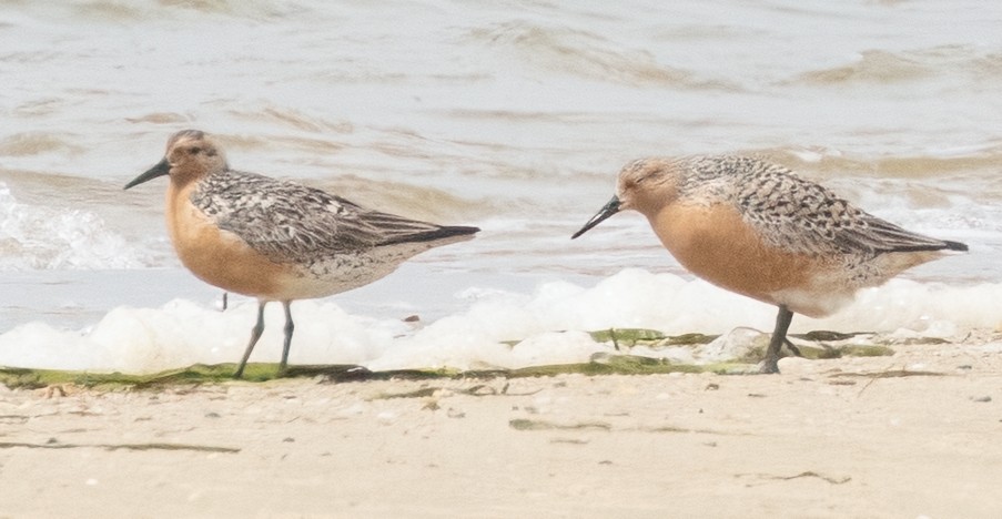 Red Knot - ML619715744