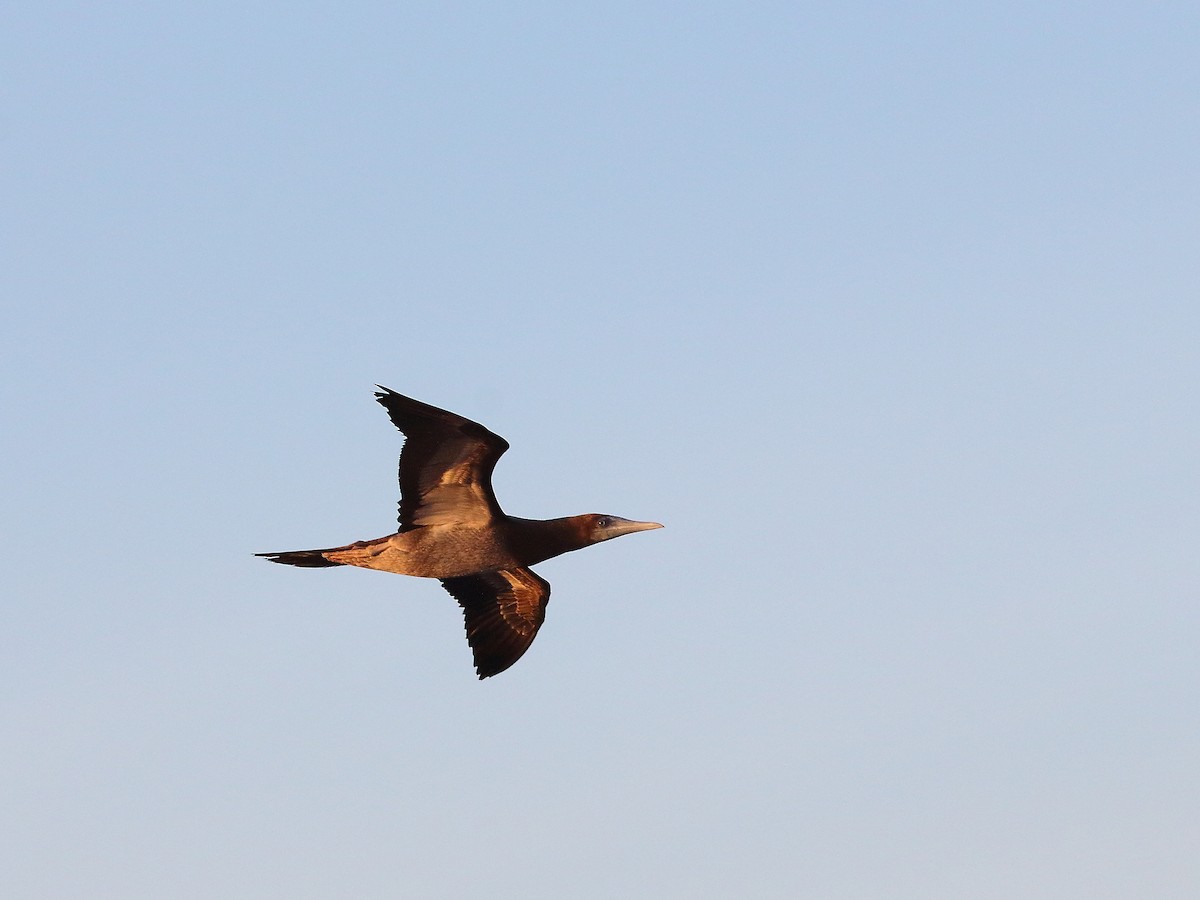 Brown Booby - ML619715745