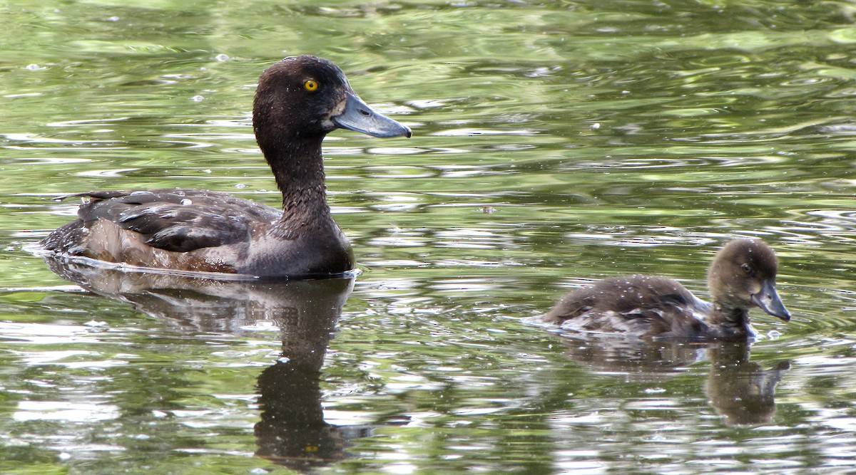 Tufted Duck - ML619715758