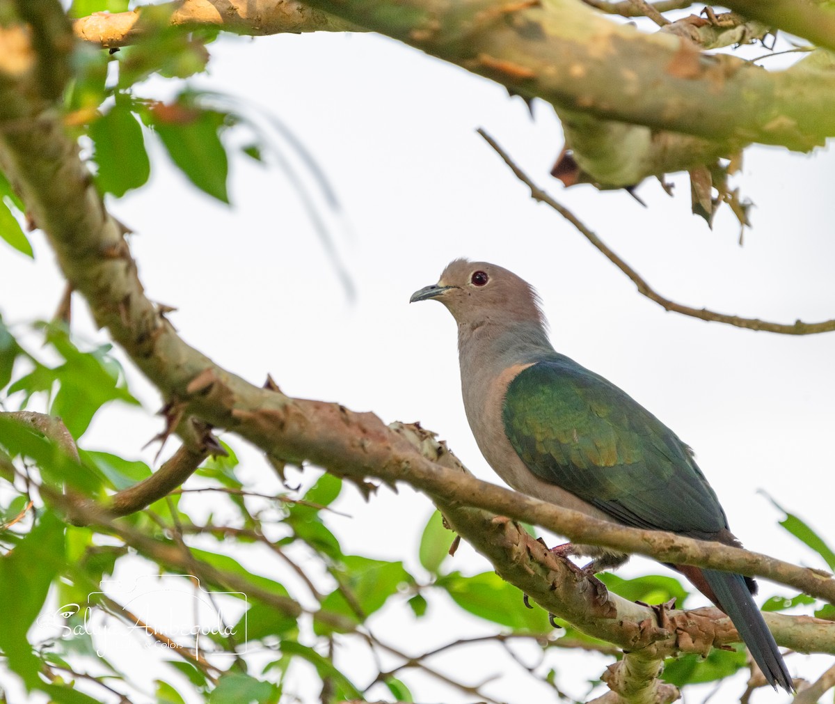 Green Imperial-Pigeon - ML619715760