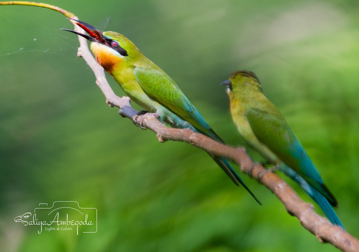 Blue-tailed Bee-eater - ML619715766