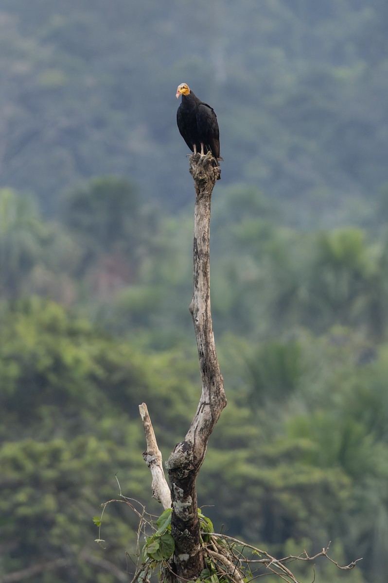Greater Yellow-headed Vulture - ML619715780