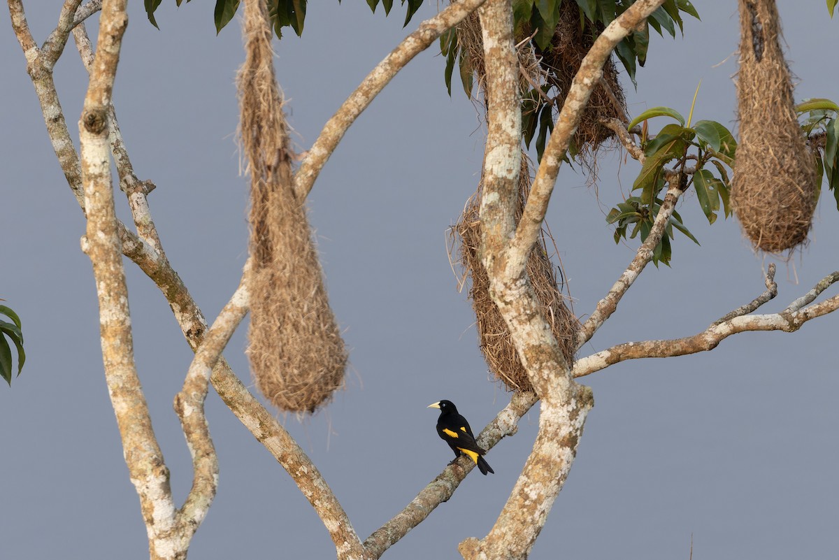Yellow-rumped Cacique - ML619715802