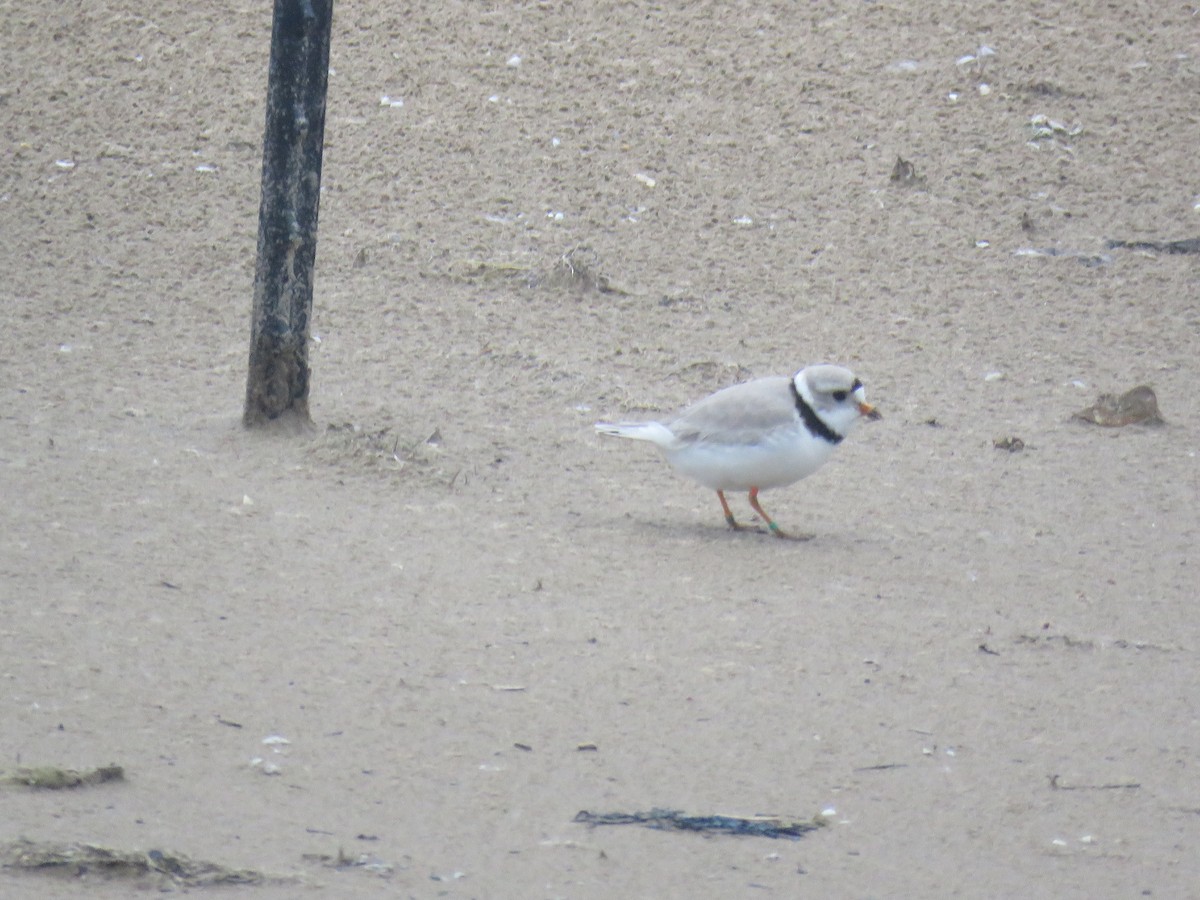 Piping Plover - ML619715803