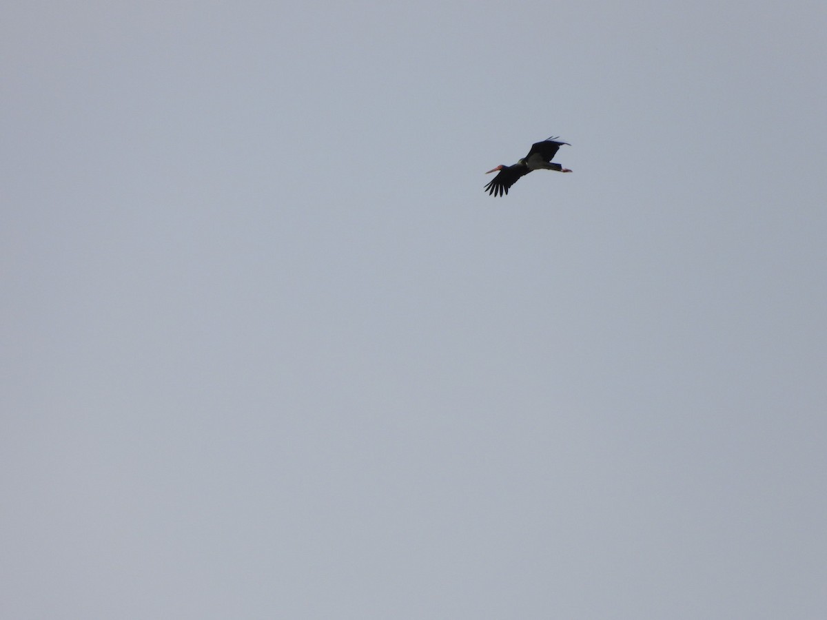 Black Stork - ML619715827