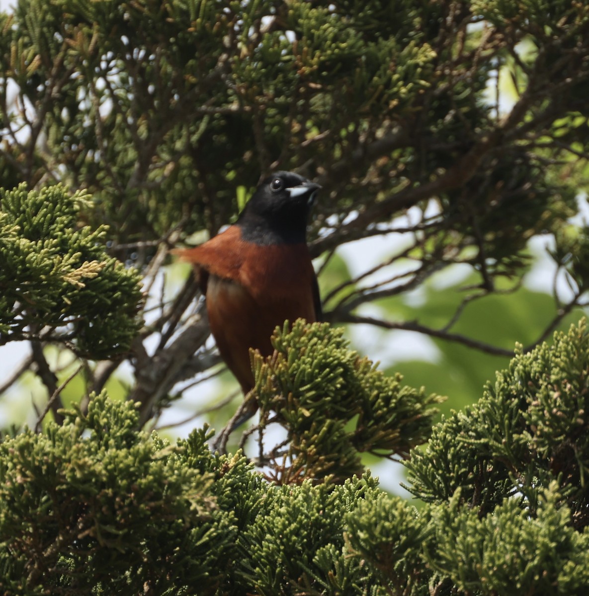 Orchard Oriole - ML619715873
