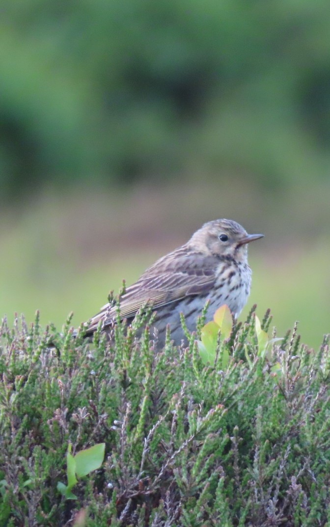 Meadow Pipit - ML619715893