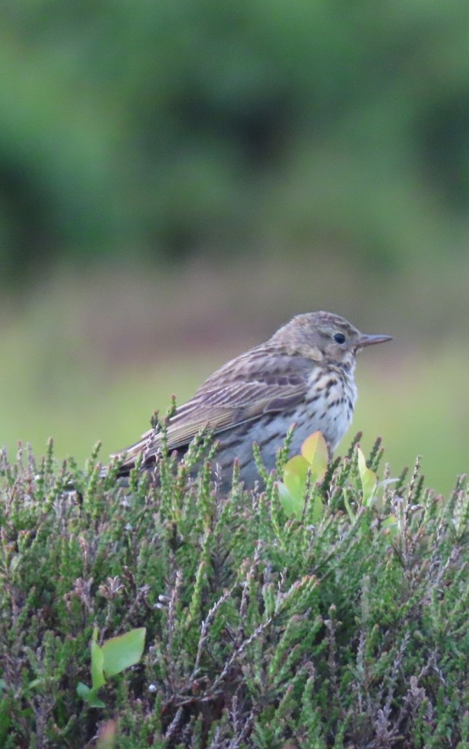 Meadow Pipit - ML619715894
