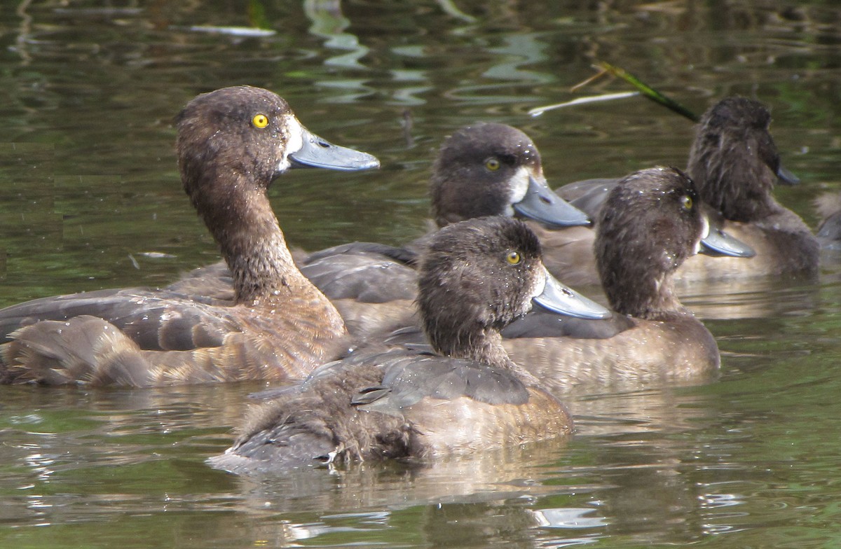 Tufted Duck - ML619715898
