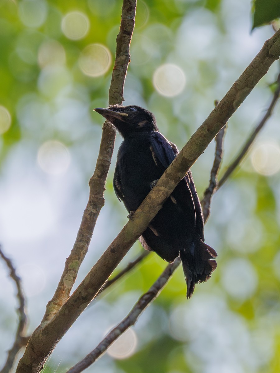 Greater Racket-tailed Drongo - ML619715927