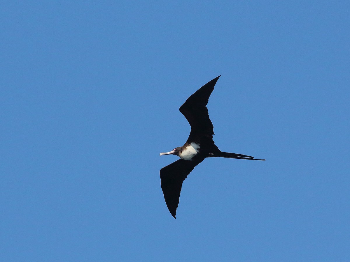 Lesser Frigatebird - ML619715953