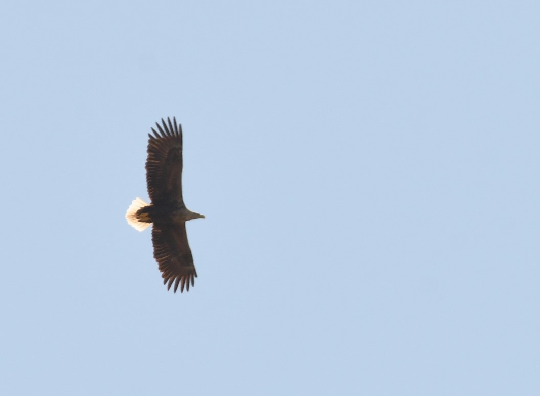 White-tailed Eagle - ML619715955