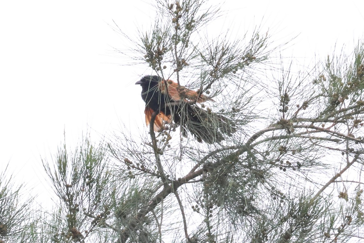 Greater Coucal - ML619715962
