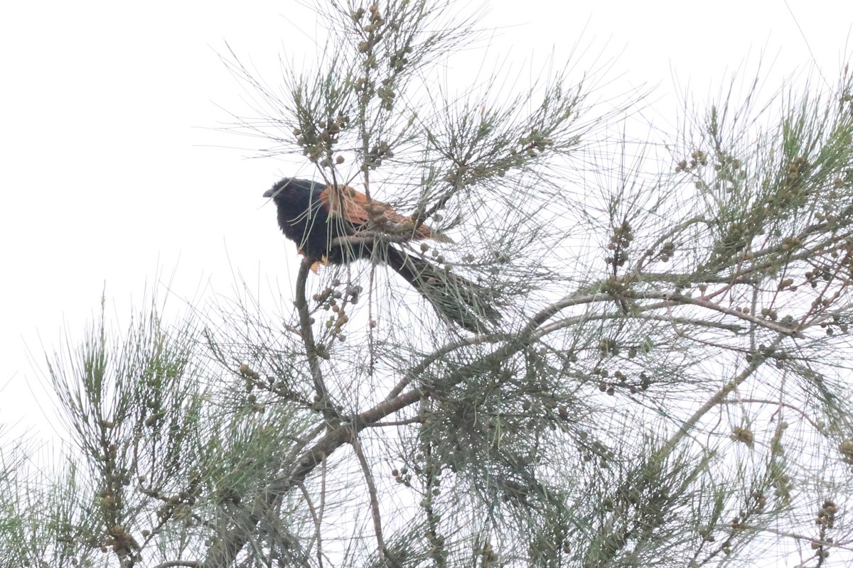 Greater Coucal - ML619715963