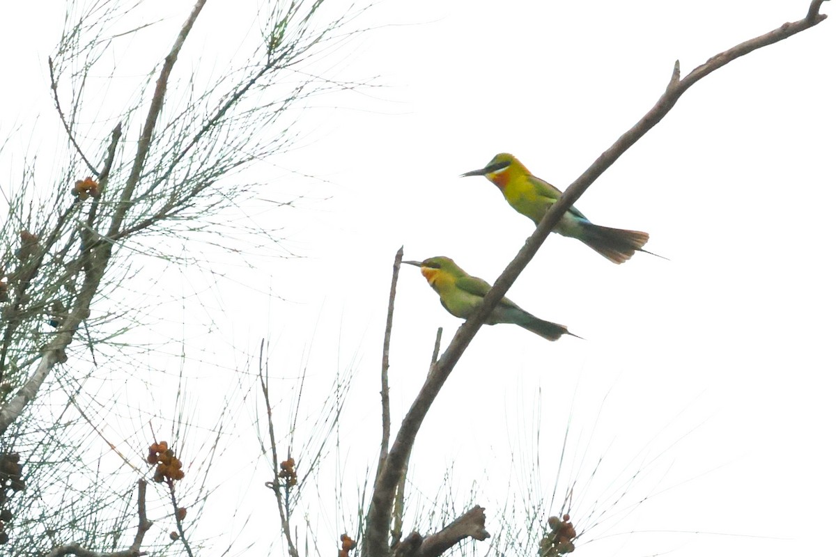 Blue-tailed Bee-eater - ML619715988
