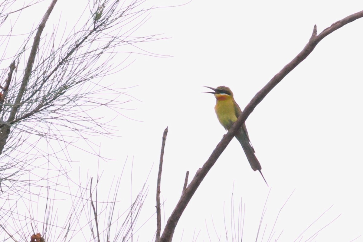 Blue-tailed Bee-eater - ML619715989