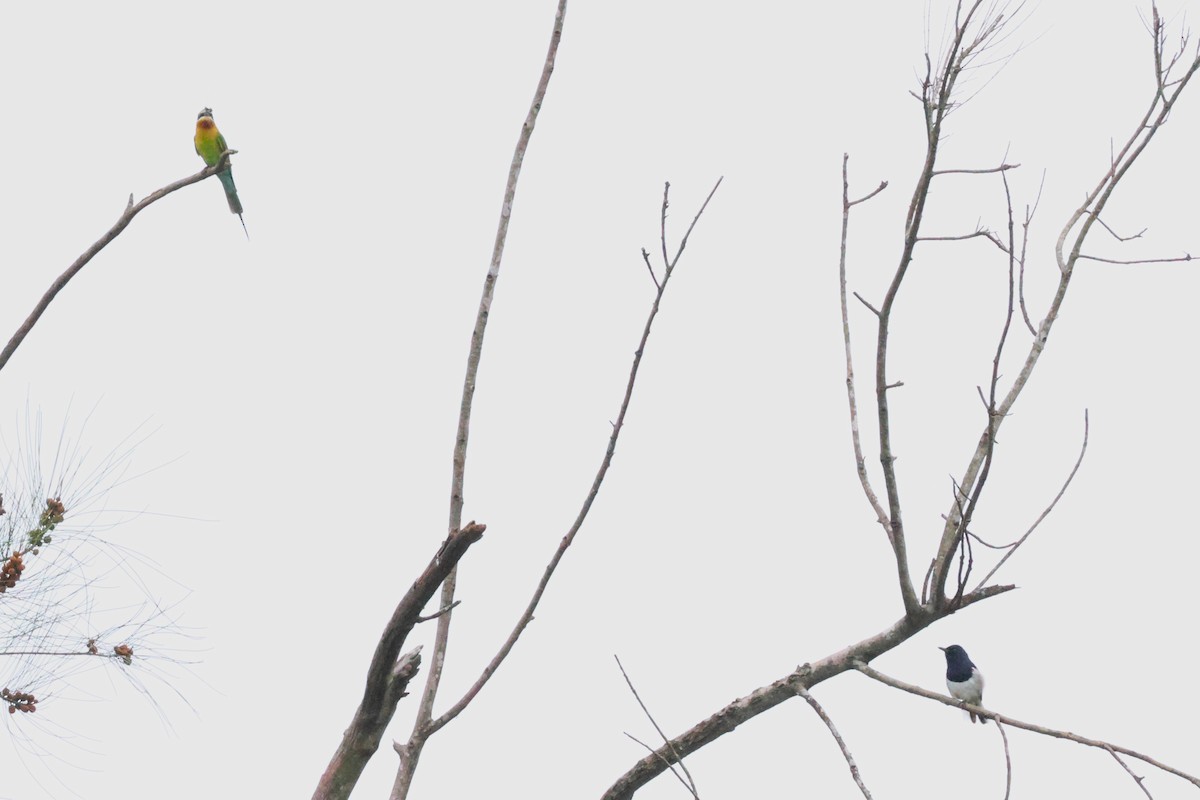 Blue-tailed Bee-eater - ML619715991