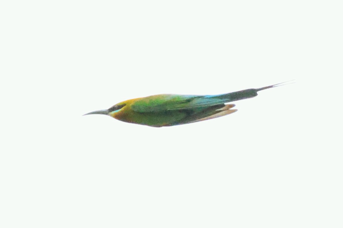 Blue-tailed Bee-eater - ML619715992