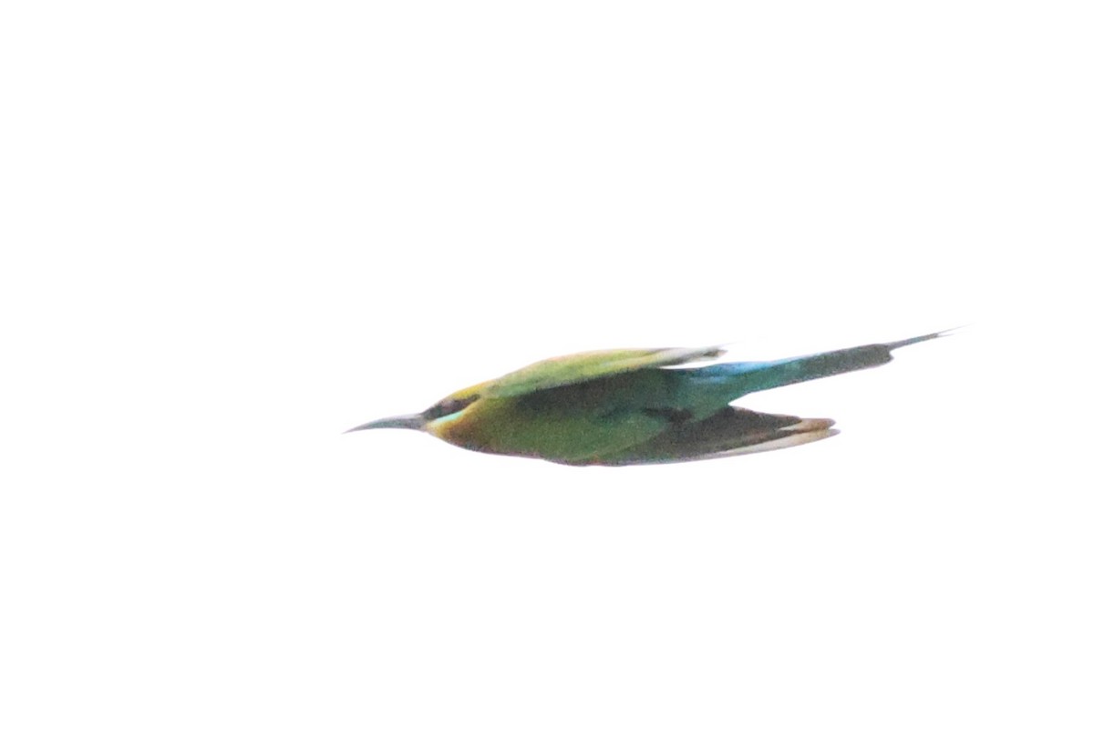 Blue-tailed Bee-eater - ML619715993