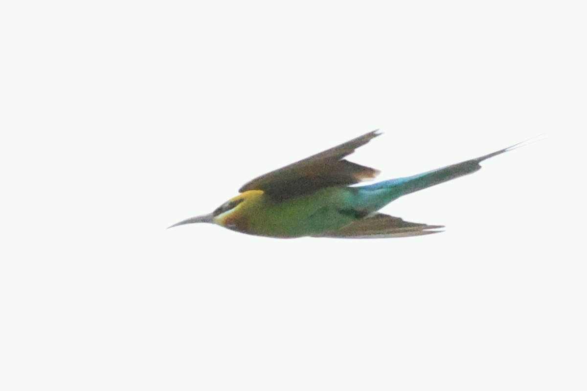 Blue-tailed Bee-eater - ML619715994