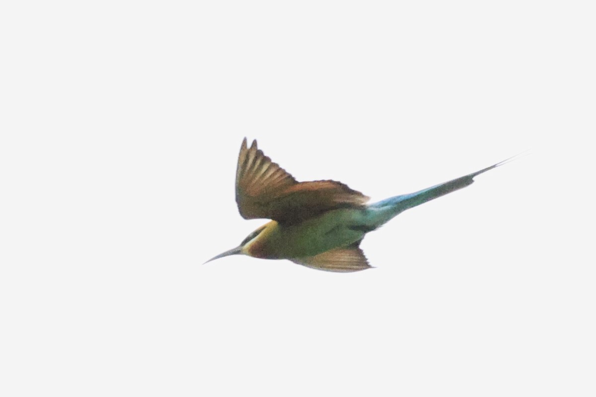 Blue-tailed Bee-eater - ML619715995