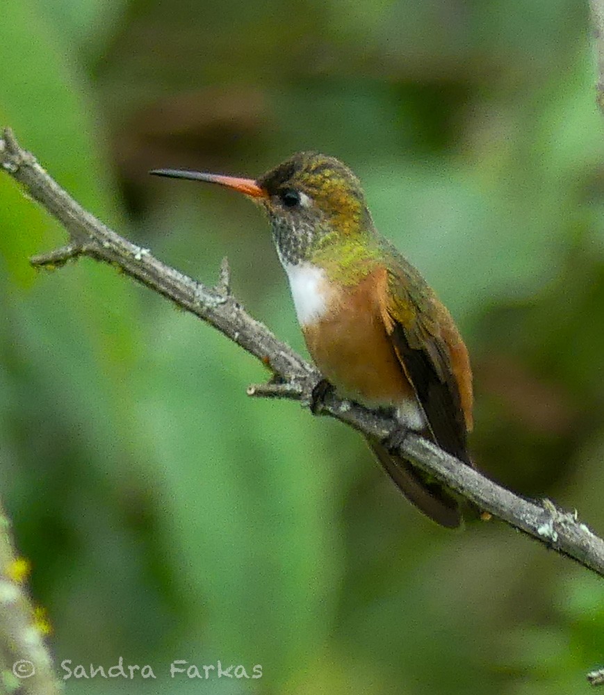 Amazilia Hummingbird - ML619716124