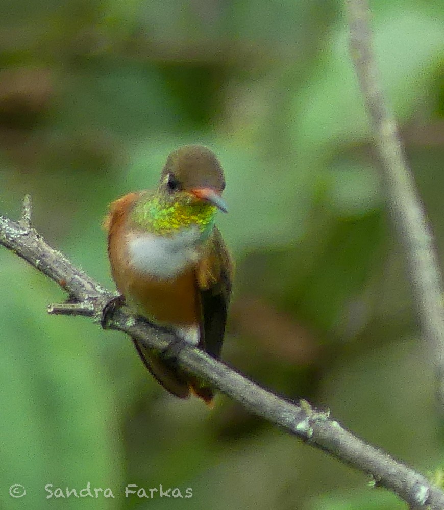 Amazilia Hummingbird - ML619716125