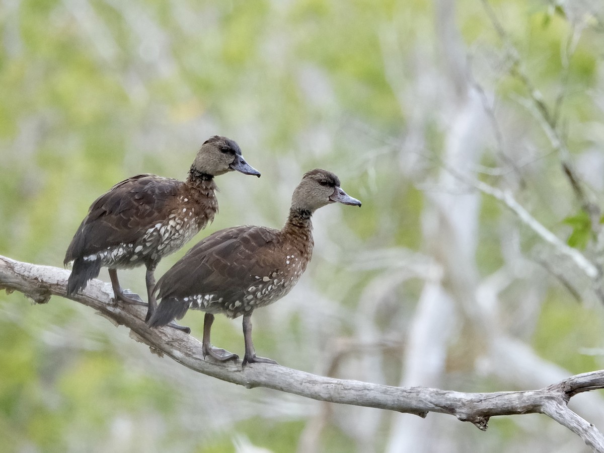 Spotted Whistling-Duck - ML619716150