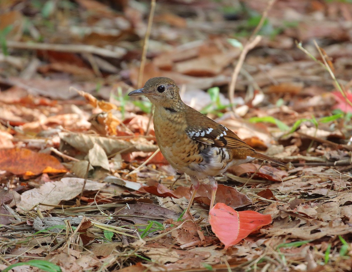 Fawn-breasted Thrush - ML619716154