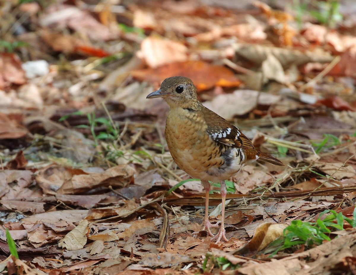 Fawn-breasted Thrush - ML619716155