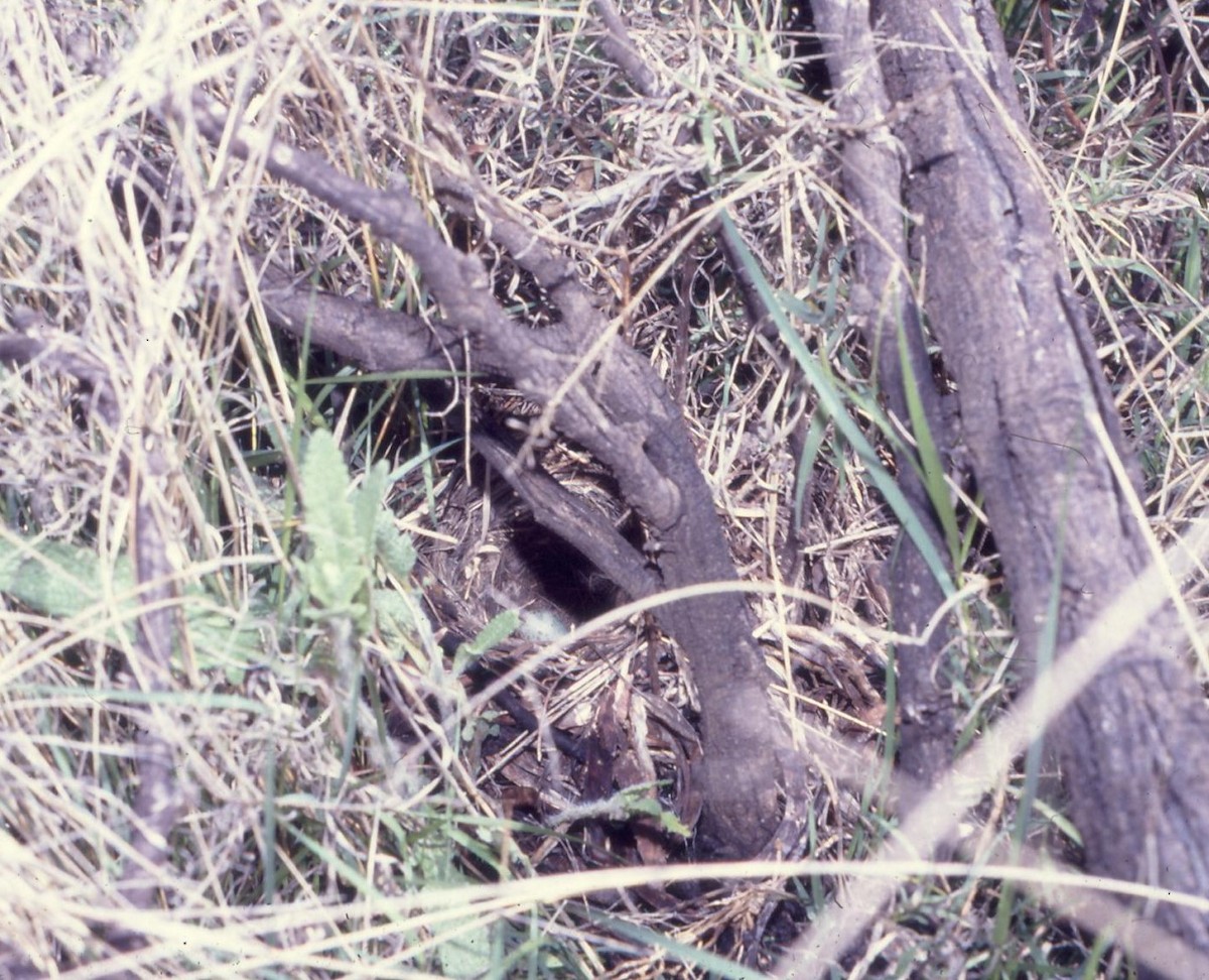Karu Çalı Bülbülü - ML619716165