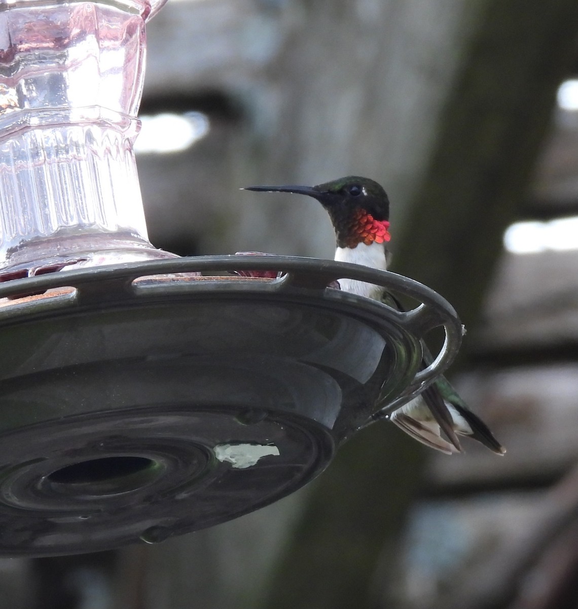 Ruby-throated Hummingbird - ML619716167