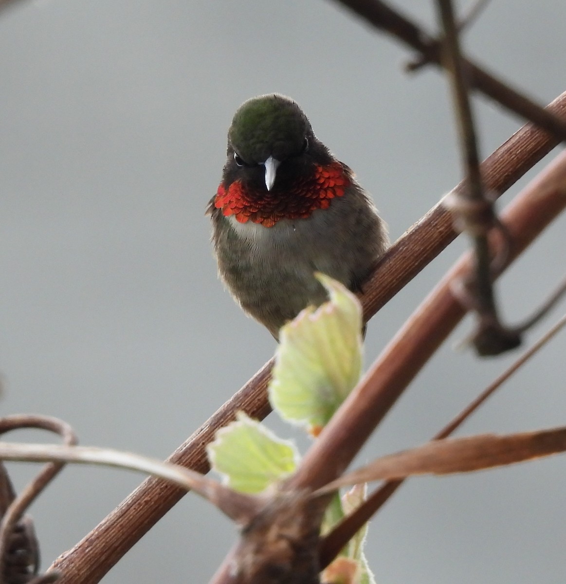 Ruby-throated Hummingbird - ML619716168