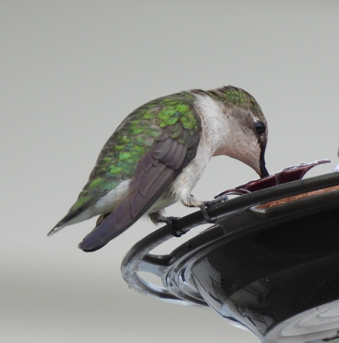 Ruby-throated Hummingbird - ML619716169