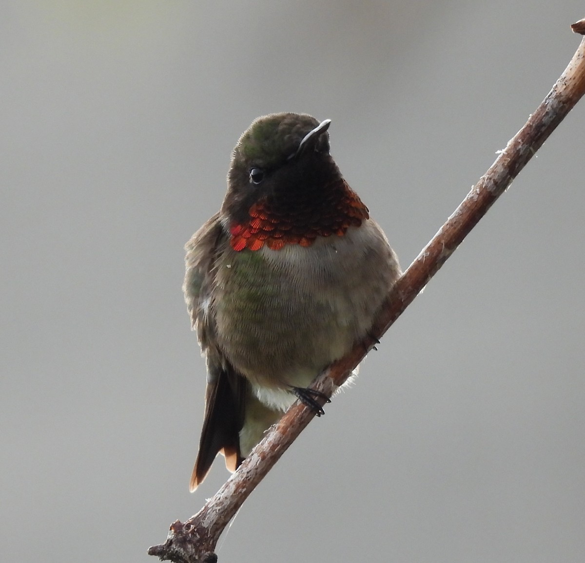 Ruby-throated Hummingbird - ML619716171