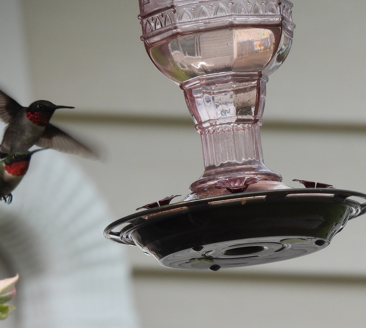 Ruby-throated Hummingbird - ML619716172