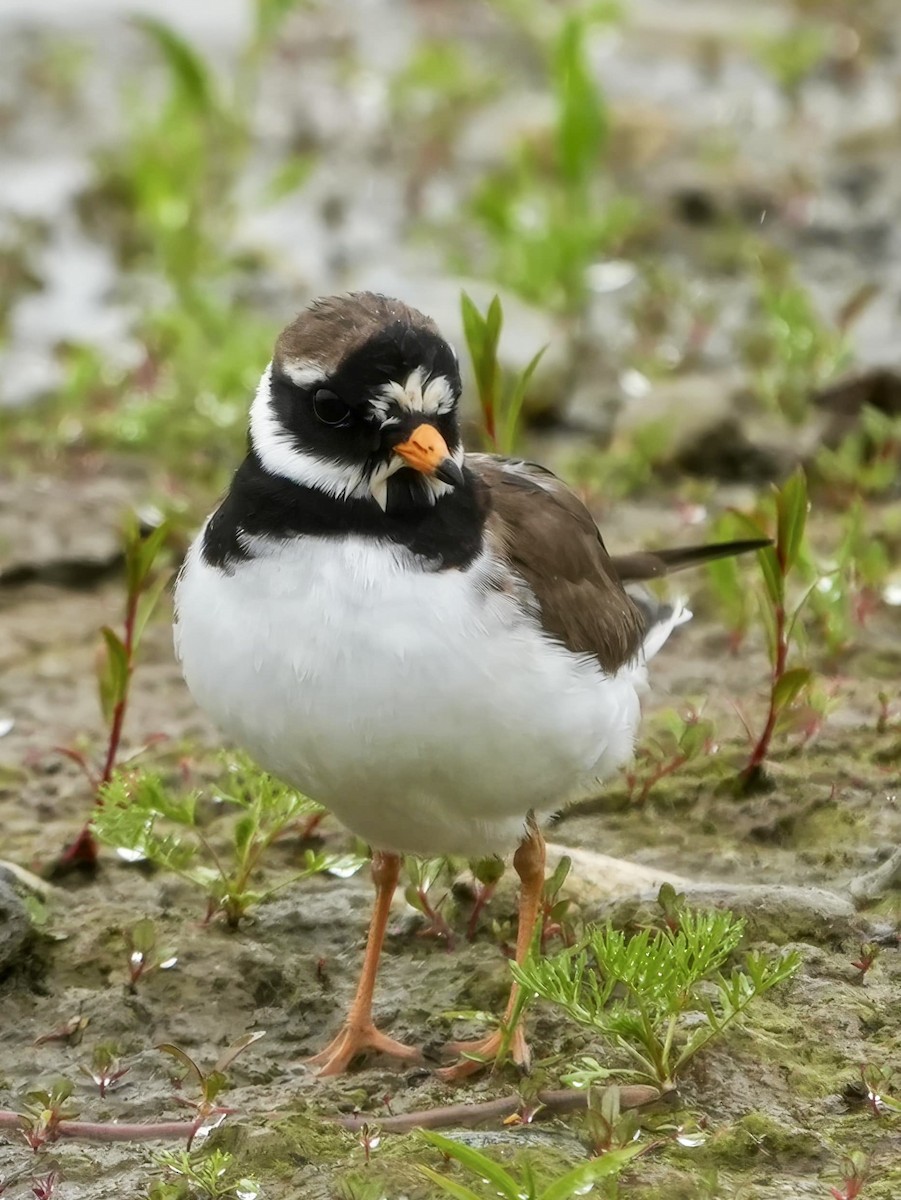 Common Ringed Plover - ML619716185