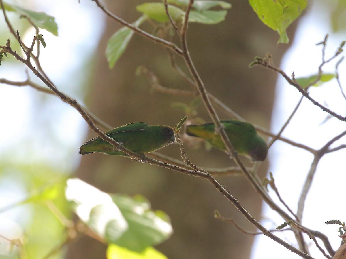 Yellow-capped Pygmy-Parrot - ML619716401
