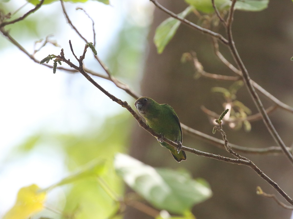 Yellow-capped Pygmy-Parrot - ML619716402