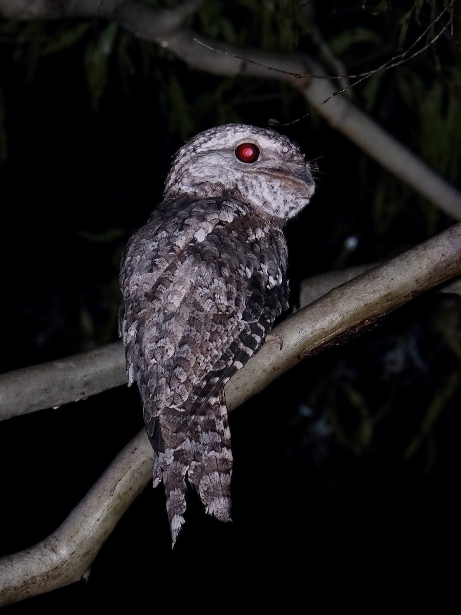 Papuan Frogmouth - ML619716403