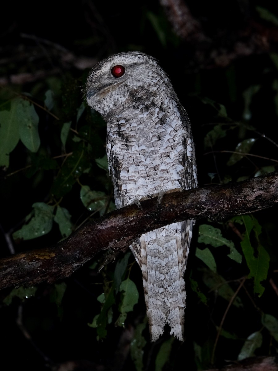 Papuan Frogmouth - ML619716404
